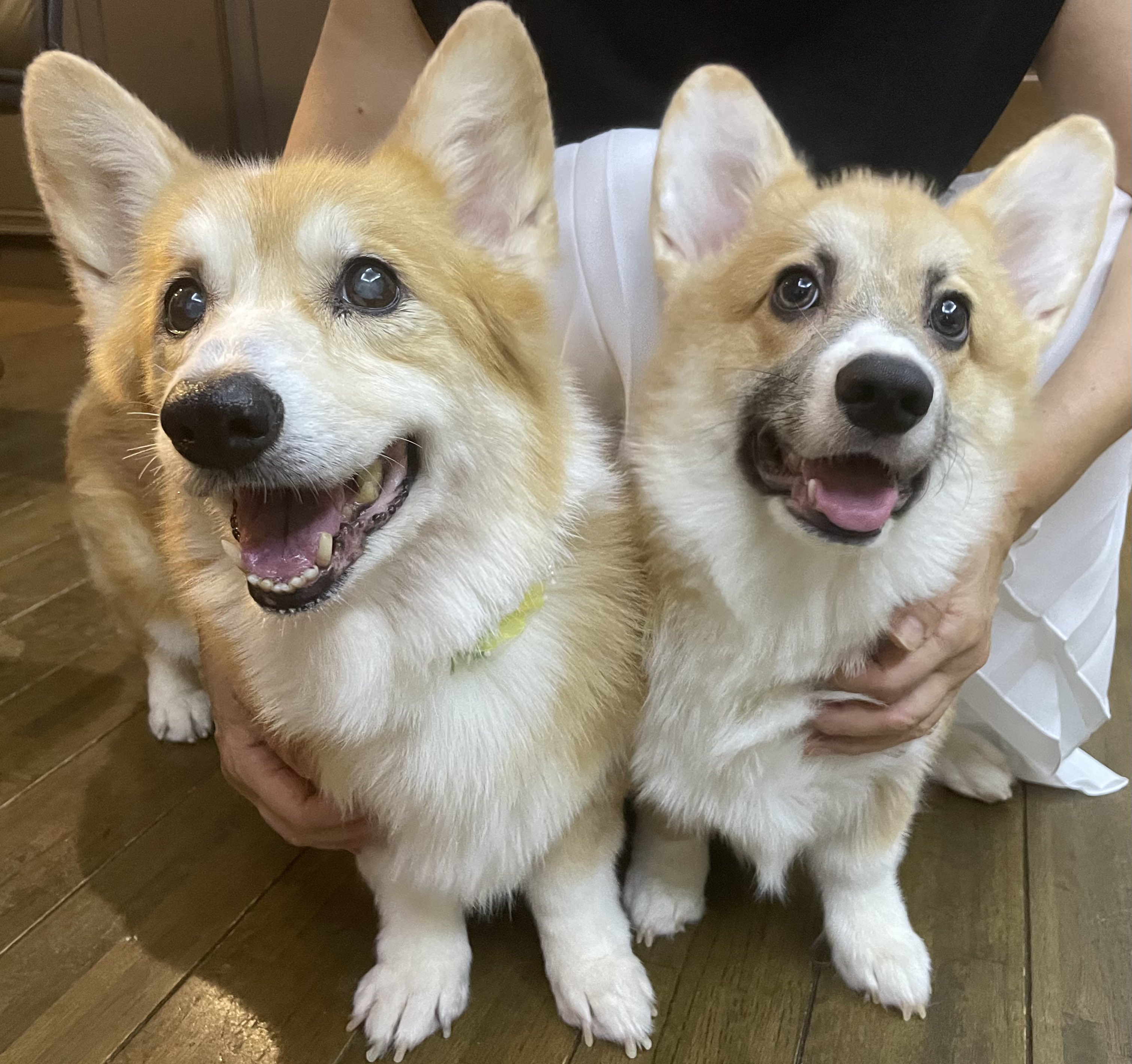 コーギー れいさら 成長日記 Corgi Reysara Twitter