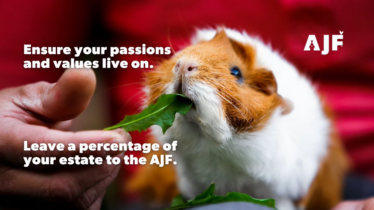 AJF_Australia's tweet photo. Are looking 4 an enduring legacy 4 all animals? Leaving a percentage of ur estate to the AJF is an effective way to ensure your passions and values live on, way beyond your lifetime.
See more- https://t.co/ikD66Lm4IR #Wills #Trusts #AnimalRights #GuineaPigs #RescueAnimal https://t.co/jnKr5kNqXy