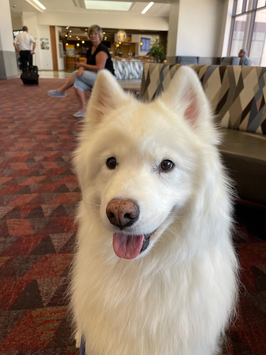 COSAirport's tweet image. 🥳 🎂 Happy 11th birthday to our fluffy friend, Sully! 

🐾 Sully is part of our #PAWS4COS therapy dog program.