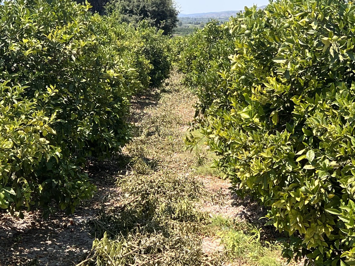 ArtemioCerda's tweet photo. Dia mundial de l’agricultura. I dels llauradors. Gràcies a ells. Ells són els protagonistes. #llaurar #agriculture https://t.co/6qoiZgI8q5