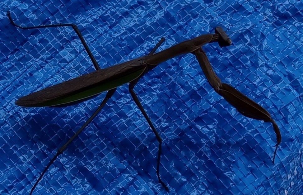 I call this on Praying Mantis posing for me at my friend's house, Chris. Any thoughts?