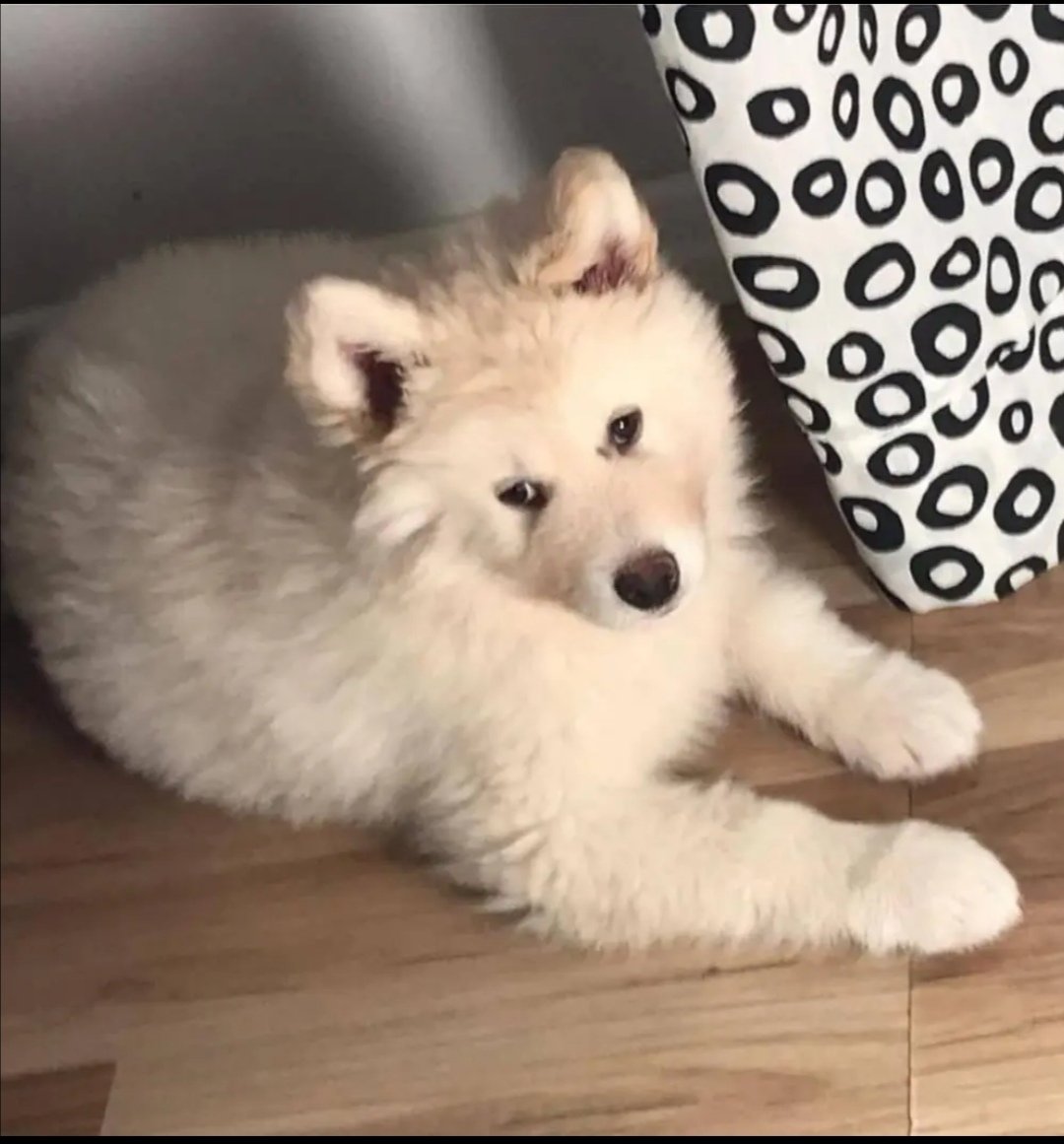 Il mio lupacchiotto il mio balto