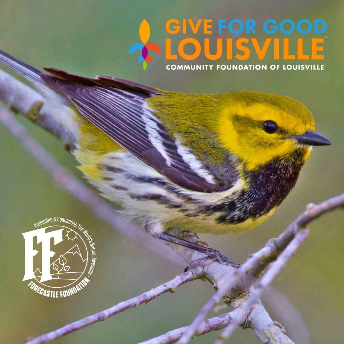 We've helped protect and preserve more than 50,000 acres of land and over 300 miles of waterway across three continents and five countries, but we can't do it without you. Show your support with a donation on September 15th during #GiveForGoodLou ➡️ t.ly/Toass.