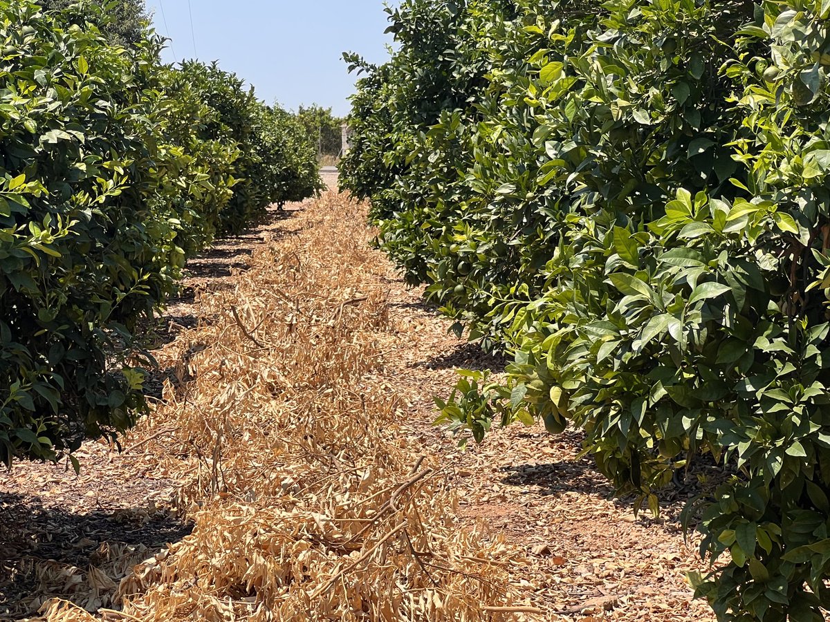 ArtemioCerda's tweet photo. Dia mundial de l’agricultura. I dels llauradors. Gràcies a ells. Ells són els protagonistes. #llaurar #agriculture https://t.co/6qoiZgI8q5