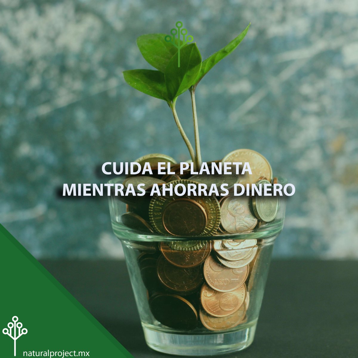 NaturalPro_Mx's tweet photo. ¿Qué mejor que cuidar el planeta y tu economía?
Se parte del cambio: https://t.co/pnexnqxWfj
 #NaturalProject #energiafotovoltaica #PanelesSolares #EnergíaSolar #ahorrodeenergia https://t.co/Z77dxKDsxO