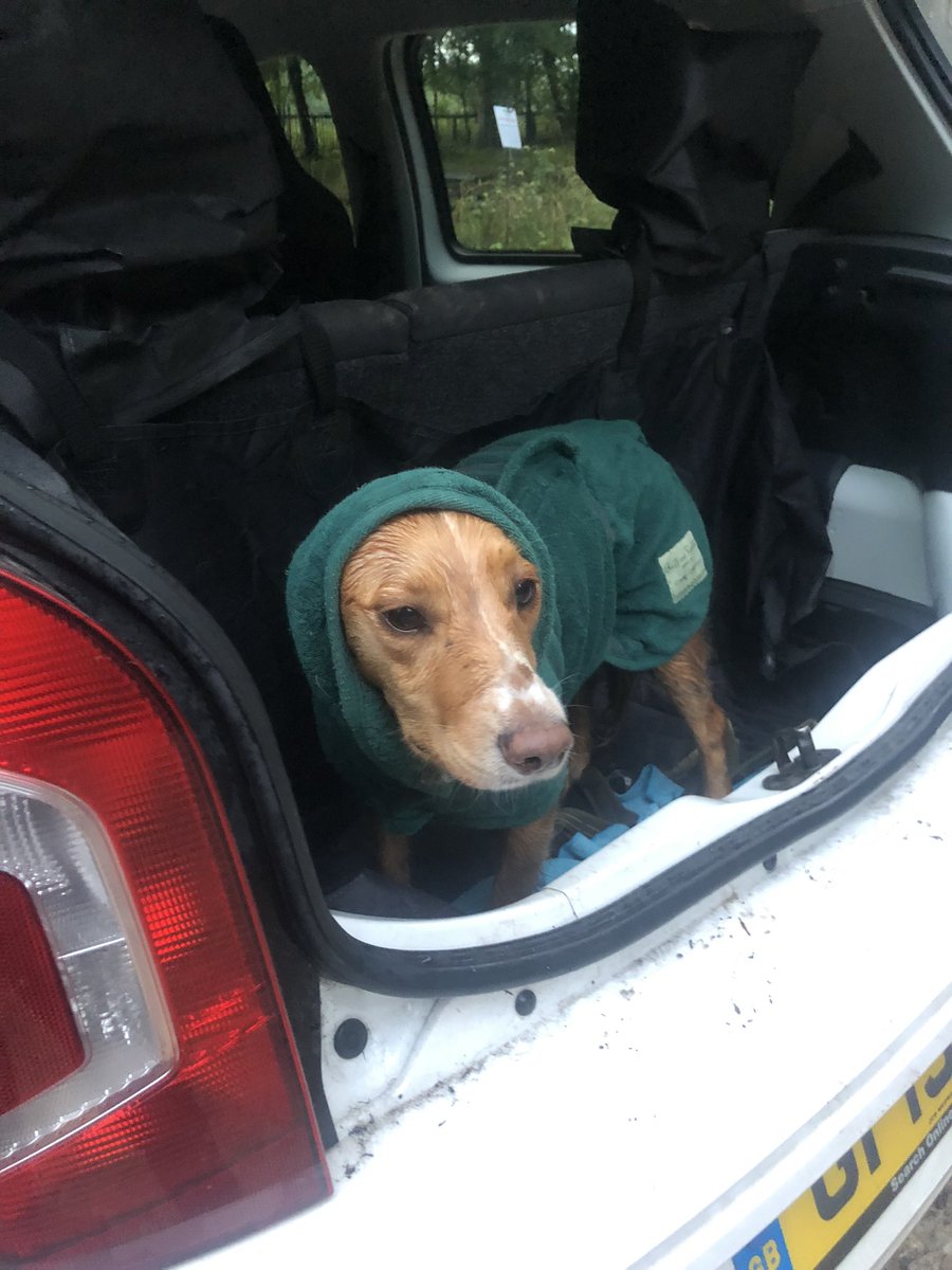 Absolutely everyone needs to see my dog in her little dressing gown after a soggy walk ☔️🌧🐶🐾