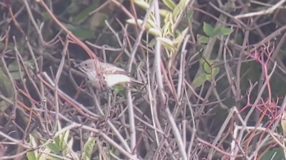 bobhogrunner's tweet photo. @teesbirds1 @teeswildlife @teesmouthbc @nybirdnews @Natures_Voice Stills of #Redstart and #Spottedfly, S Gare today. https://t.co/6abfgTXrvW