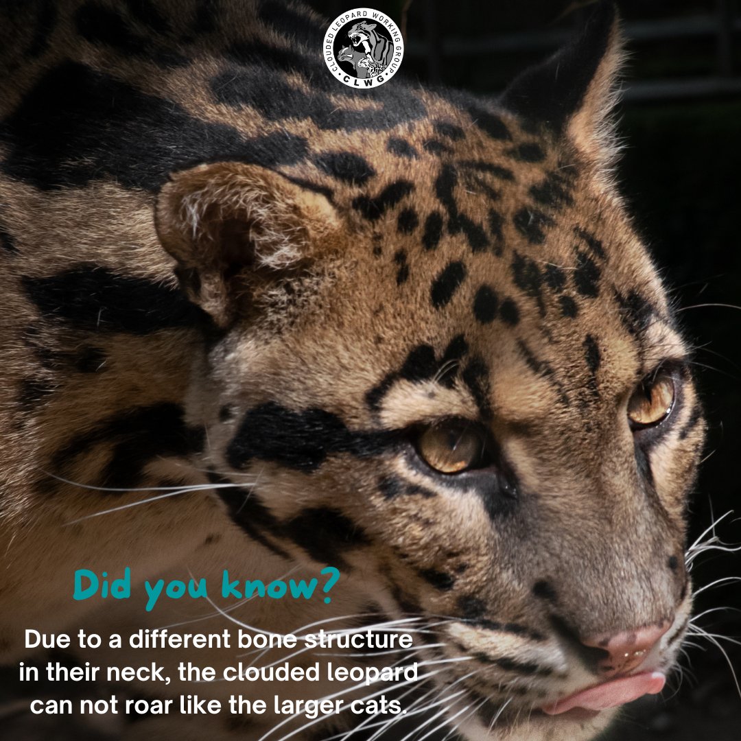 CloudLeopardWG's tweet photo. #FunFactFriday
Did You Know?
Due to a different bone structure in their neck, the clouded leopard can not roar like the larger cats. #CloudedLeopard #SmallCat #SmallCats #FunFact #FridayFelidae #CloudedLeopard #MarbledCat #AsiaticGoldenCat #SmallCatsofInstagram ๐ธ @merlinphotoz https://t.co/WXkL9Bo8h5