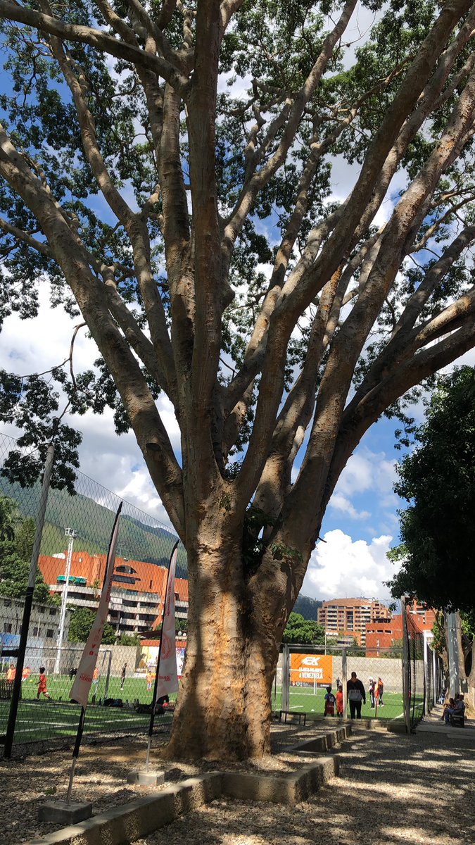 En las canchas de football de <a href="/PariaSport/">PariaSportClub</a> están haciendo un desmoche indiscriminado de árboles que son vitales! <a href="/PlantadosCCS/">Plantados Caracas</a> ayuden a difundir esta Inf.