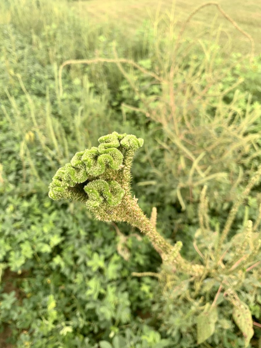 David Russell tweet media