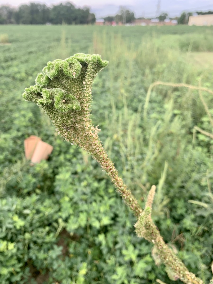 David Russell tweet media