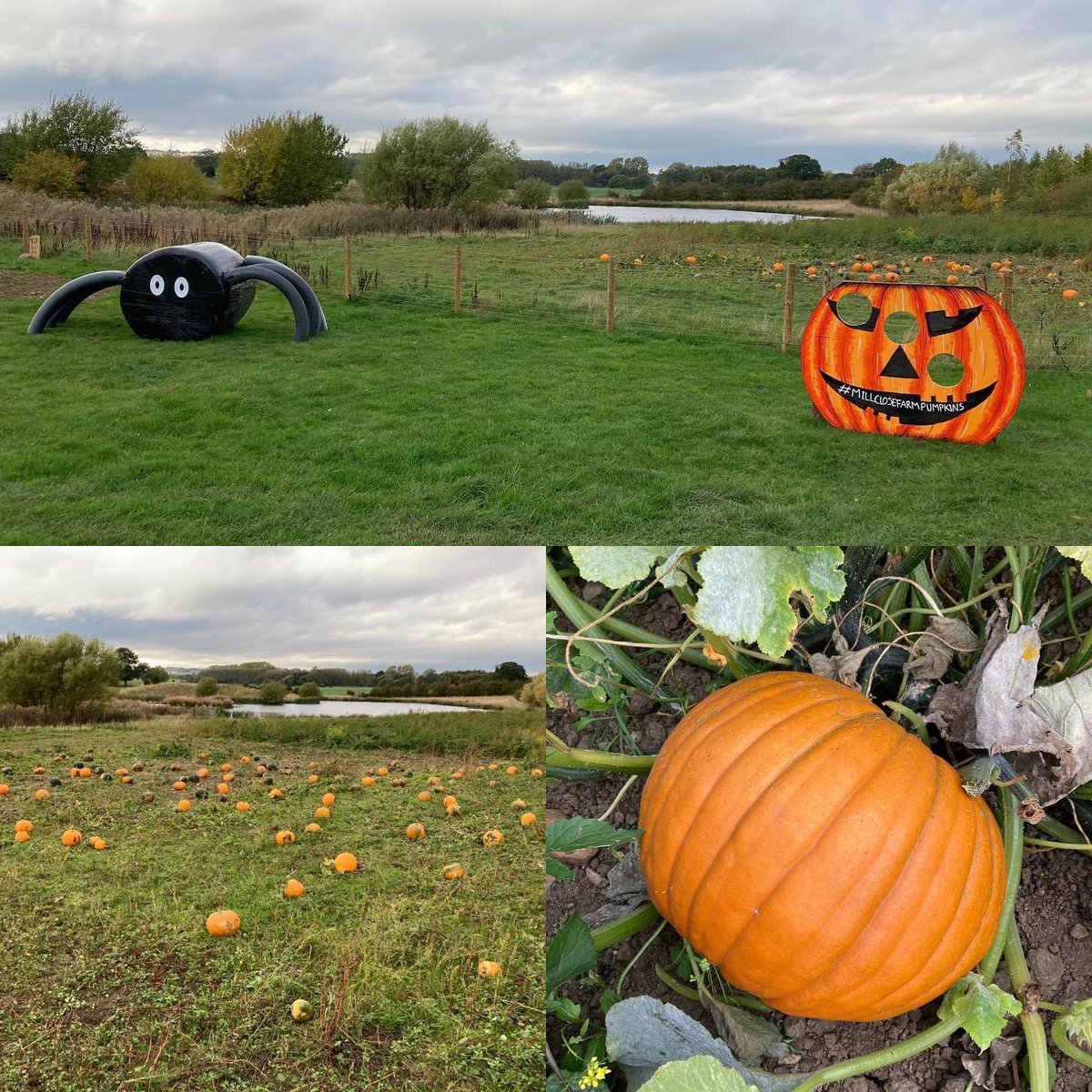 Exciting news, pick your own pumpkins dates announced
24th-31th October 10am-3pm.
We will have games for the kids, halloween trail, refreshments and our farm shop will be open
.
.
.
.
#millclosefarmshop #farmshop #yorkshiredalesmeat #pumpkins #halloween #PYO