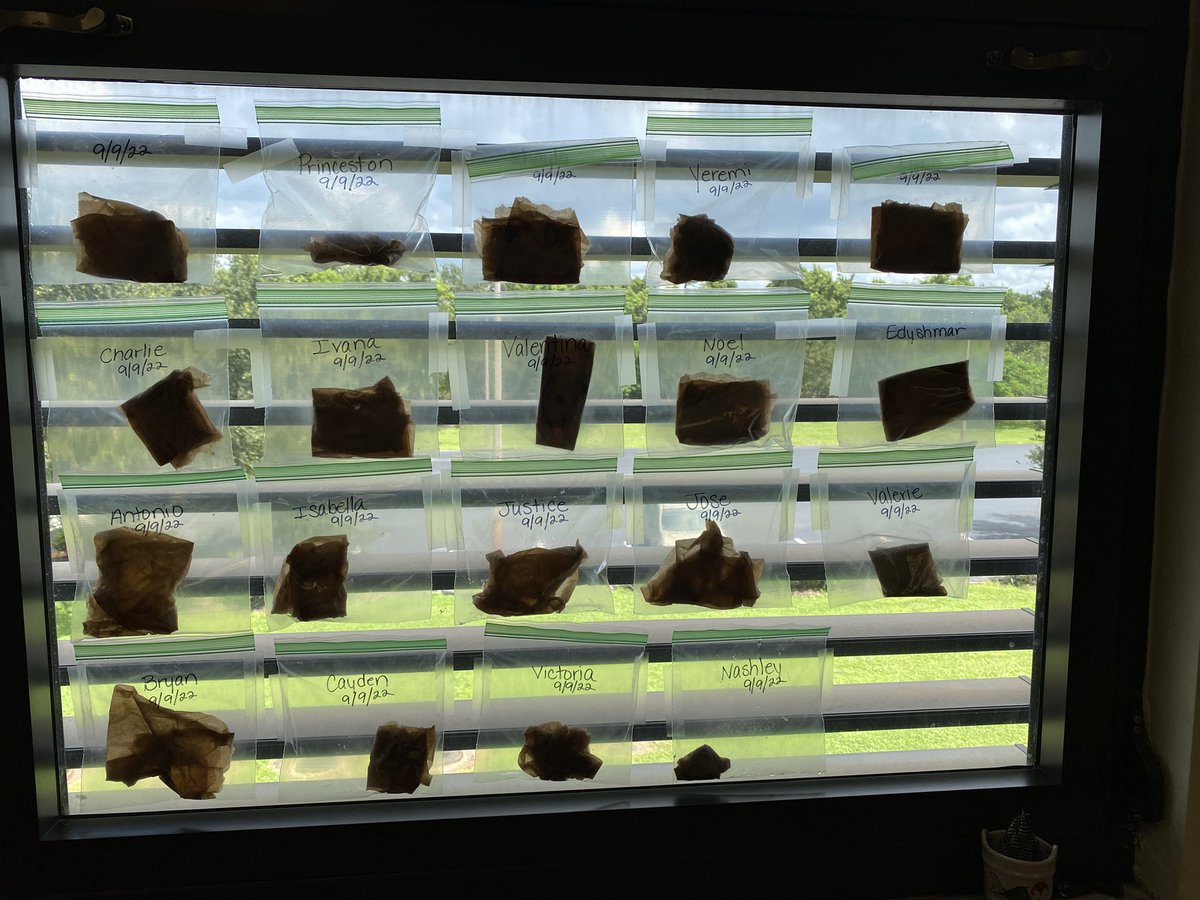 leithteach's tweet photo. Can’t wait to see if our beans sprout! @ParksideProud @mrwarescience https://t.co/cFcVhQ7C7l