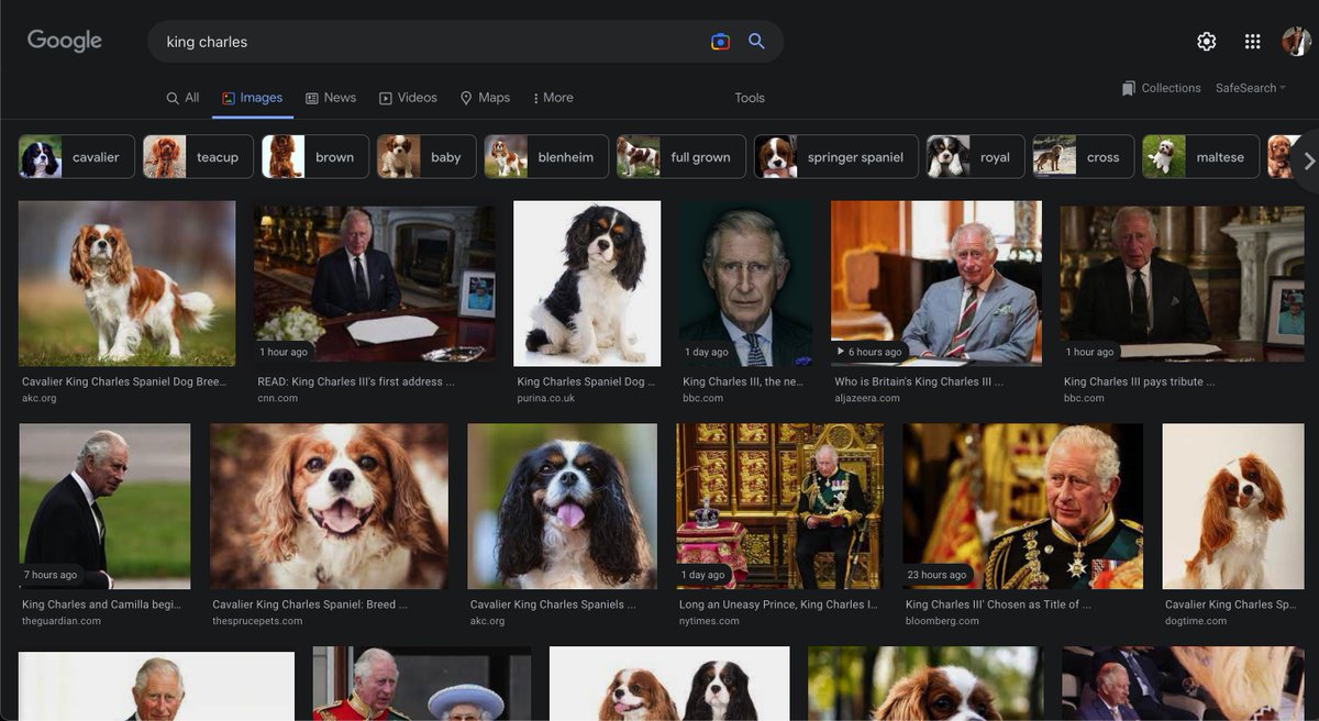 tomwalkerisgood's tweet photo. friday 9 september, 8.02 pm: dogs still hold the first spot on the google image search results. but for how long https://t.co/0XoT2RUzJA