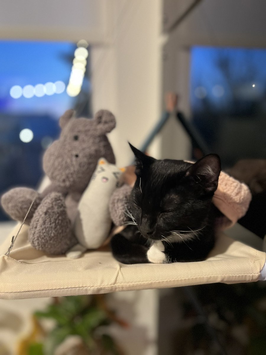 My lifelong goal is to be as unbothered as our new•ishly adopted tuxedo kitten. #CatsOfTwitter