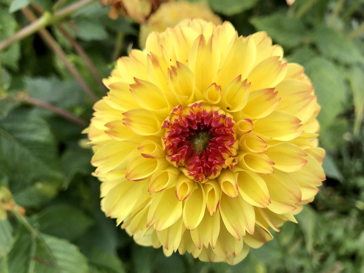 SimonAkeroyd's tweet photo. Dahlia delights around the back of our wild winery. We have loads of different ones. Many of them are unnamed cultivars grown from seed 😍 #totnes #devon #dahlia https://t.co/rkKsK4Dqrp
