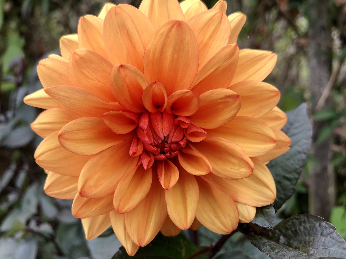 SimonAkeroyd's tweet photo. Dahlia delights around the back of our wild winery. We have loads of different ones. Many of them are unnamed cultivars grown from seed 😍 #totnes #devon #dahlia https://t.co/rkKsK4Dqrp