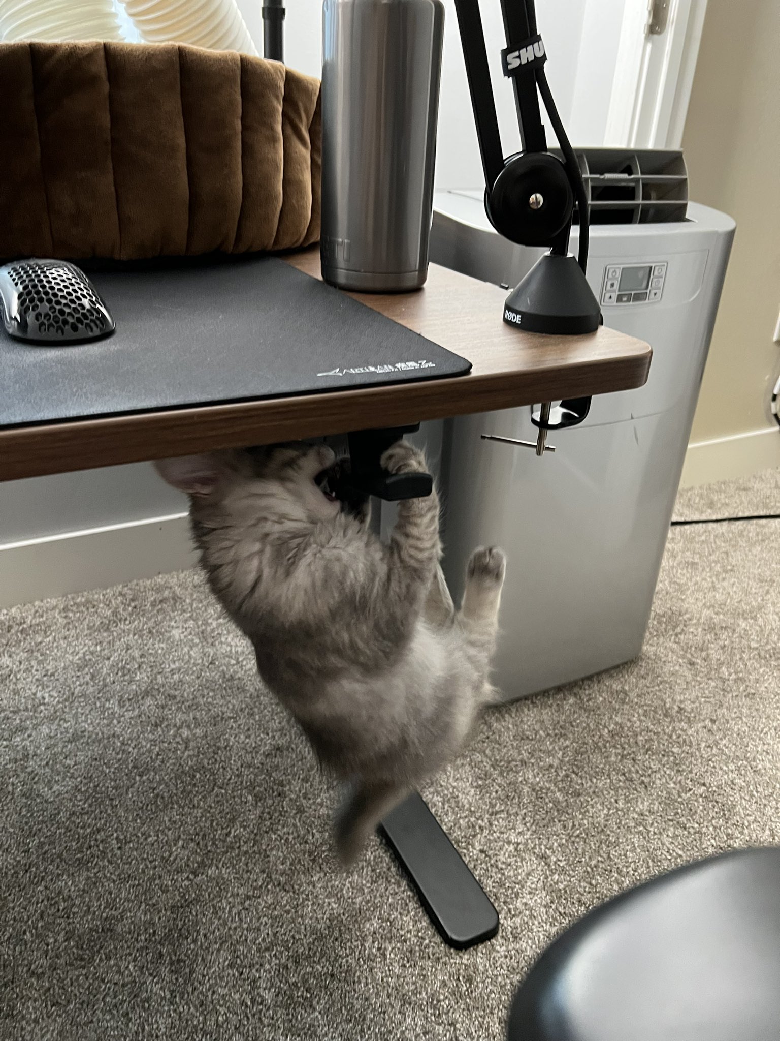 TylerPatato on Twitter "katsumiFPS Yea I probably should lock my cat