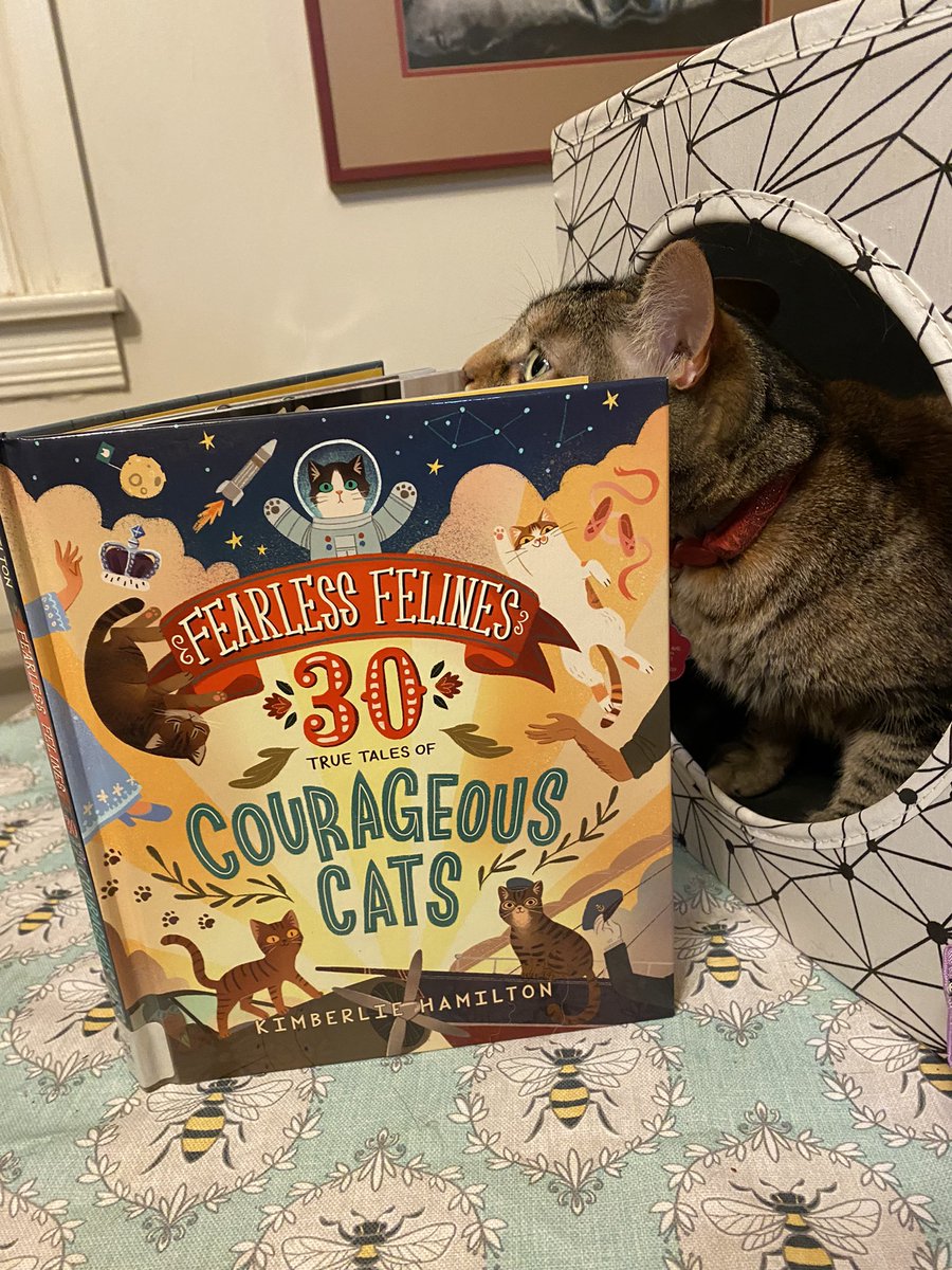 KristenFrame1's tweet photo. Kimberlite Hamilton’s “Fearless Felines,” is today’s book. Excellent bedtime book for kittens. #readtoyourcat #Saoirse #CatsofTwittter #fearlessfeline #CatsofTwittter https://t.co/1kyPyckfqB