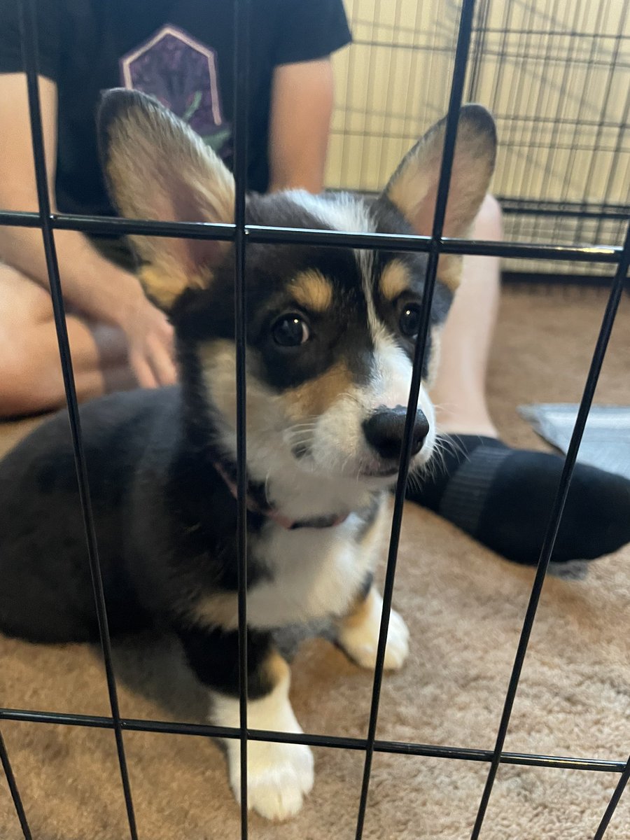 FailcoPunch's tweet image. The new bb 🥰🐕 #fayethecorgi #CorgiLover #corgi #pets