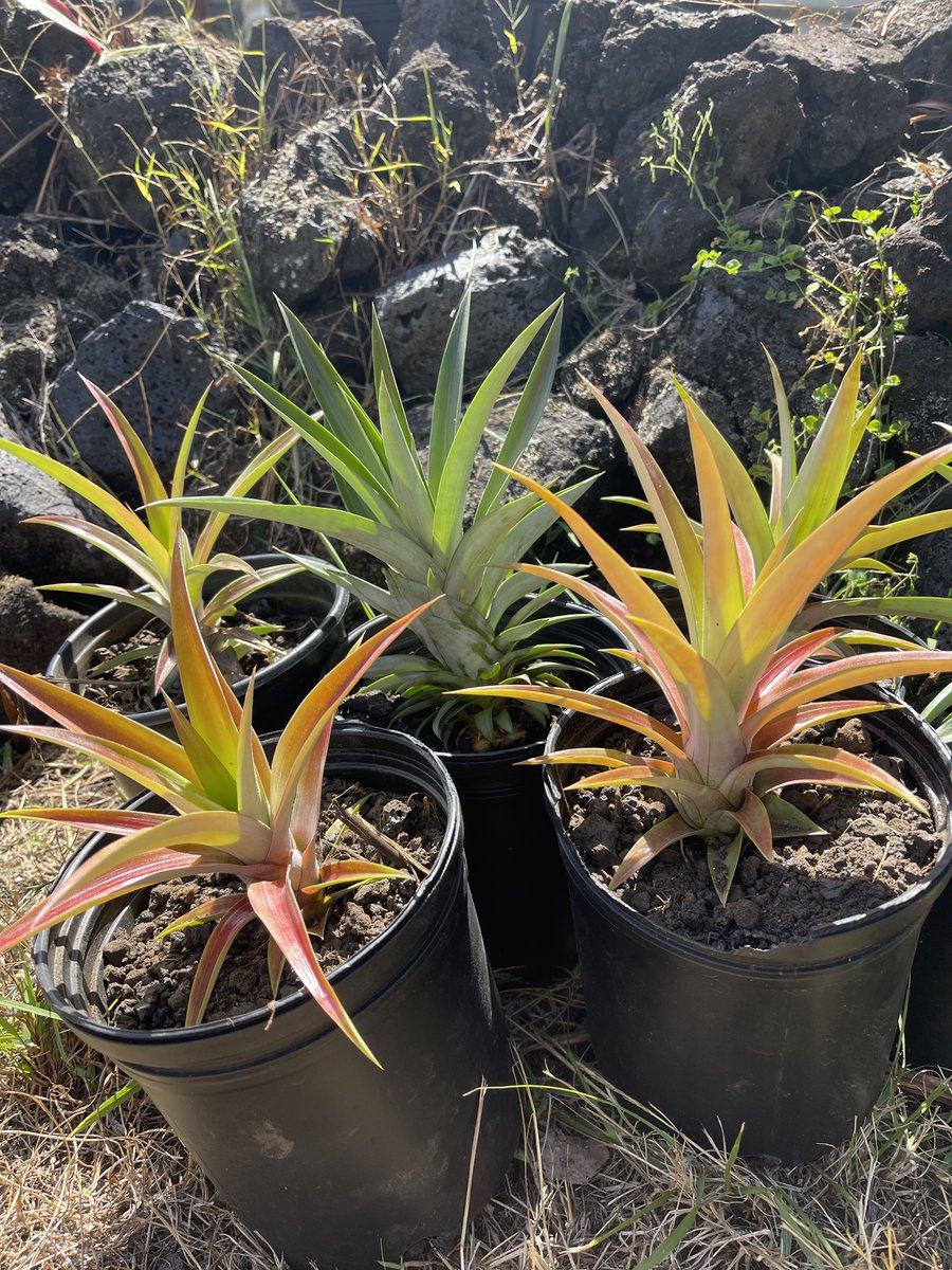 Lavas_End's tweet photo. We are happy to share with all of you our first harvest and products available for purchase through #FarmToCar Hawaii, proudly serving residents of #Puna. Our #honey and white #pineapple starters are featured products! Thank you for your support. 

https://t.co/pwvetm524U https://t.co/NZSakHrKPh