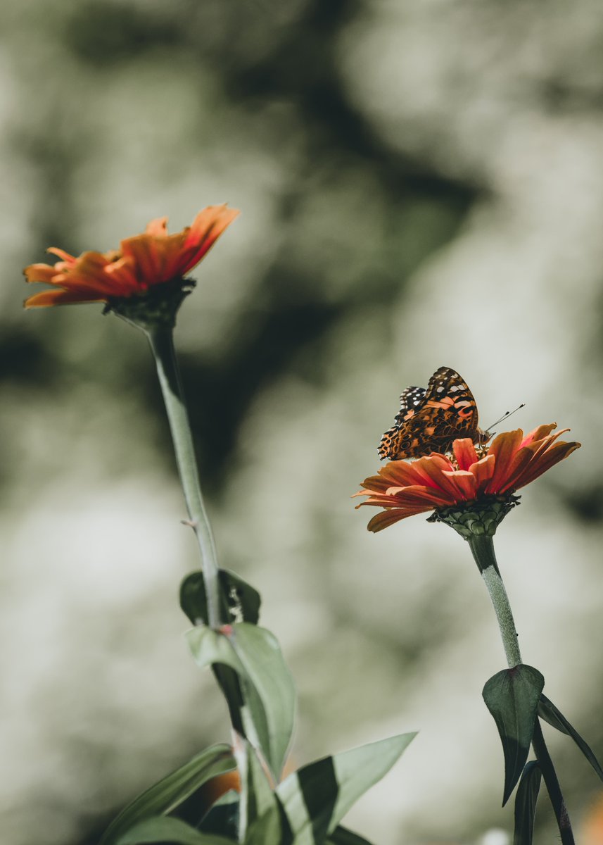 gomaxhoa's tweet photo. Don't say Goodbye to your Garden https://t.co/eCXCpuPXi8 #hoa #owners https://t.co/0vb66lMvsd