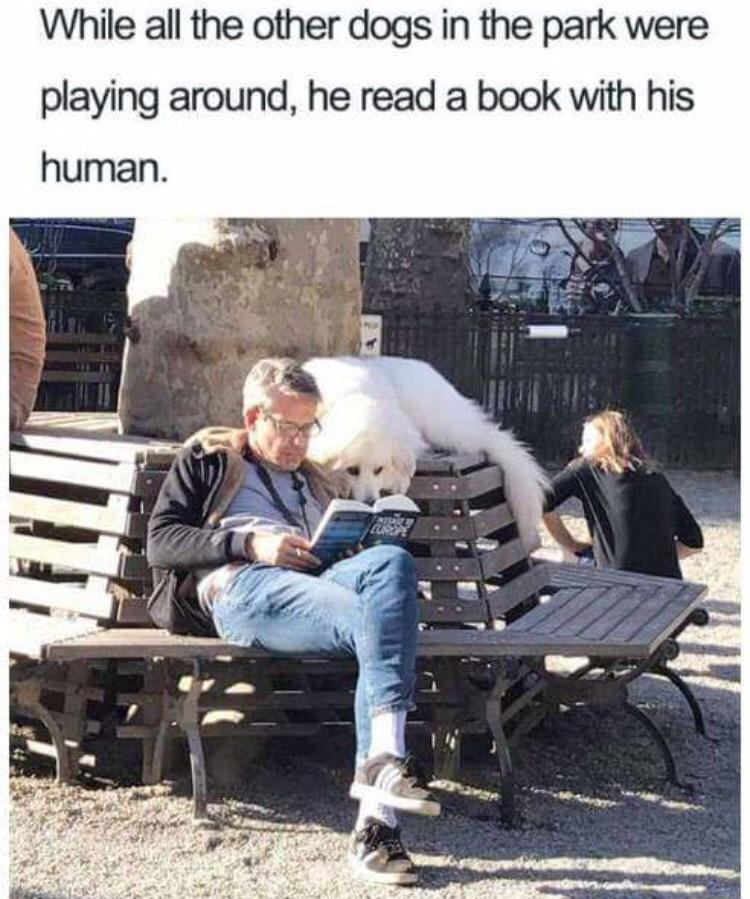 WholesomeMemes tweet media