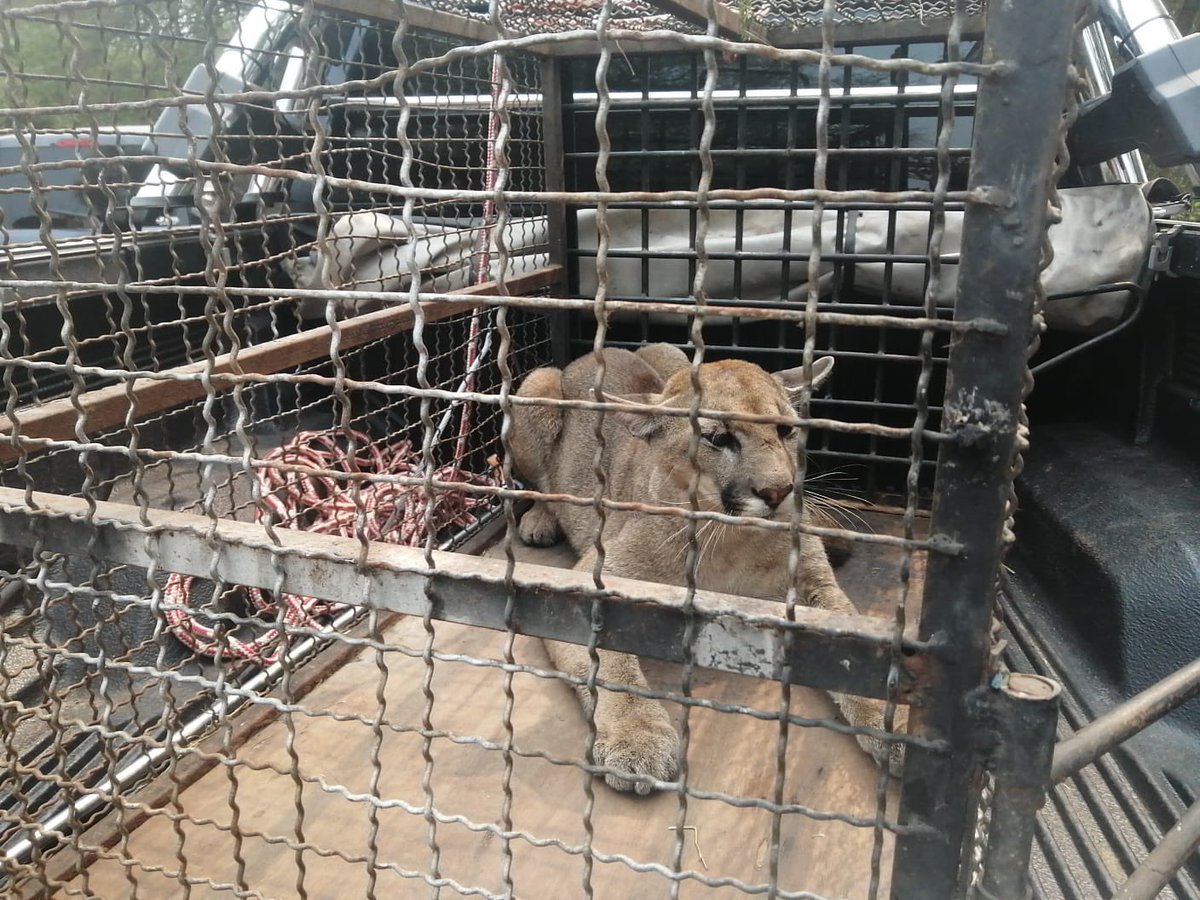 mambiente_py's tweet photo. Se aclara que el Puma rescatado hoy de una vivienda en Remansito, y entregado PROVISORIAMENTE al Zoológico, SERÁ REINSERTADO a su hábitat natural una vez termine la EVALUACIÓN veterinaria de los profesionales. https://t.co/eMiCn5OELZ
