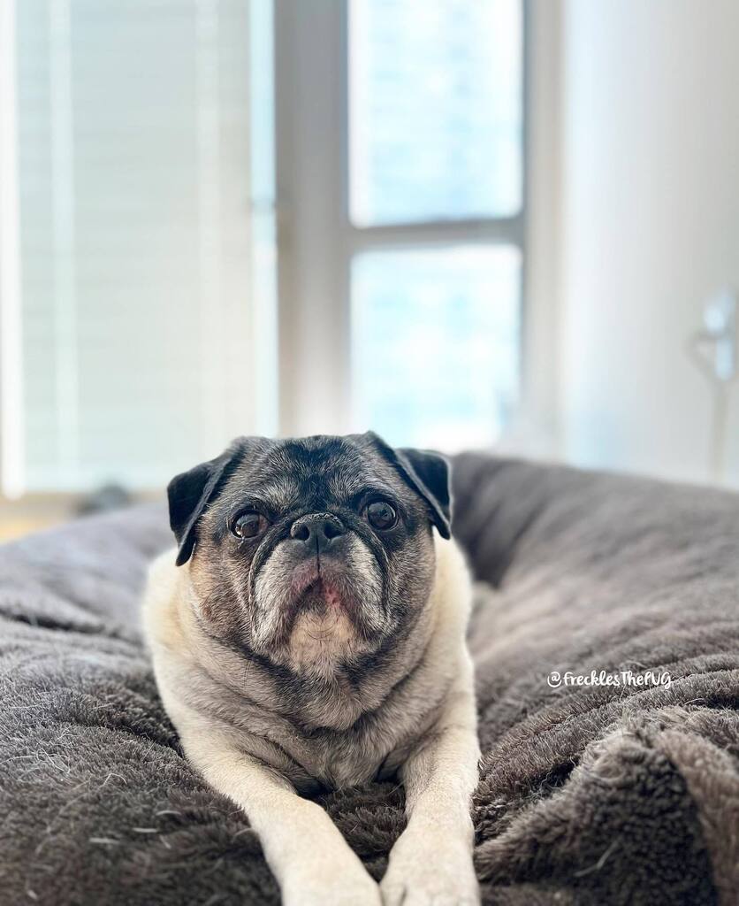 FrecklesThePUG's tweet photo. Lazy Friday
#pug https://t.co/v2HvhIm0II https://t.co/5s1UpscSNM