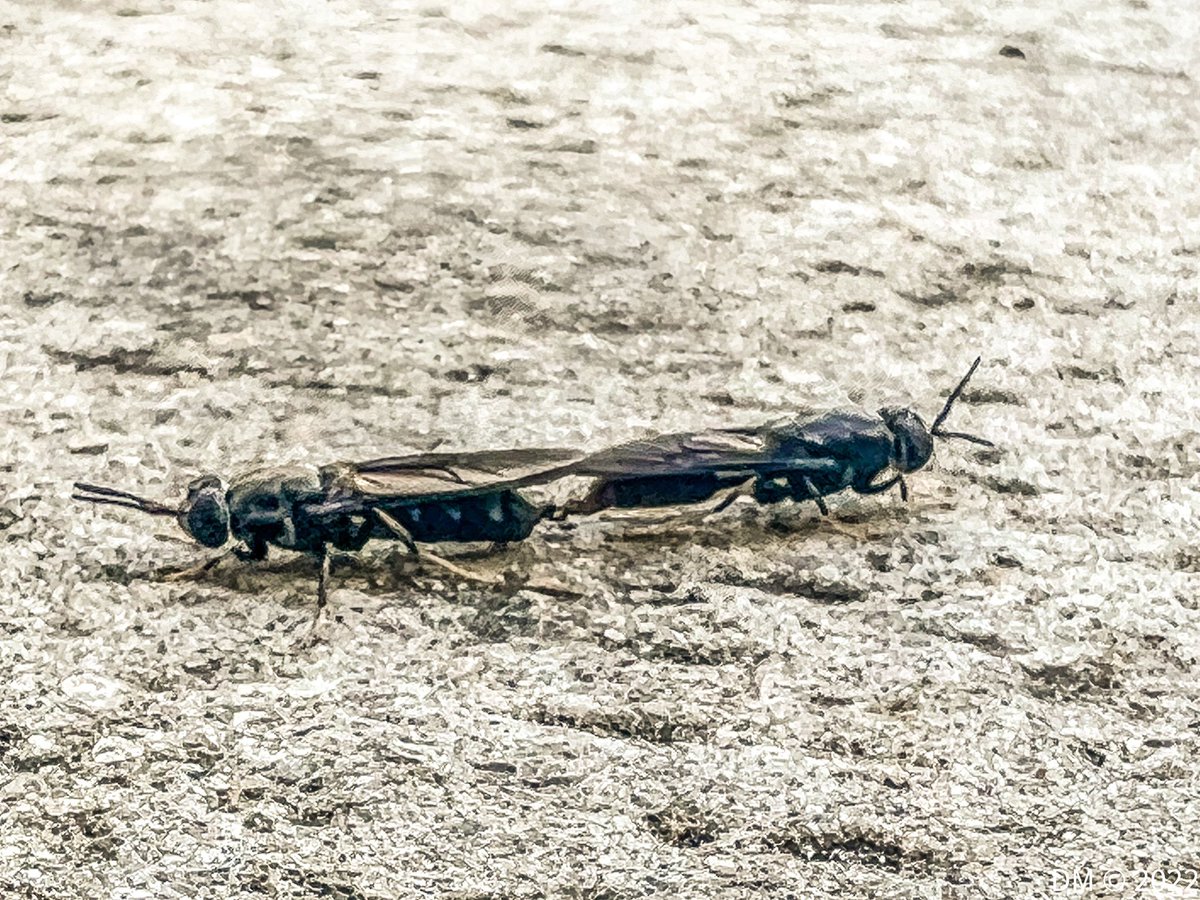 Imagemaker1961's tweet photo. #TGIF

FORNICATION FRIDAY

To bugs living the easy life. 
#bugporn https://t.co/44X9Vu6VBo