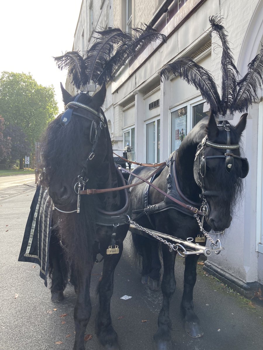 Earl and Duke again with brand new black feather headdresses, patiently and calmly stood by a busy road waiting for another much loved lady and her many floral tributes. Absolutely nothing fazes them! #funeral