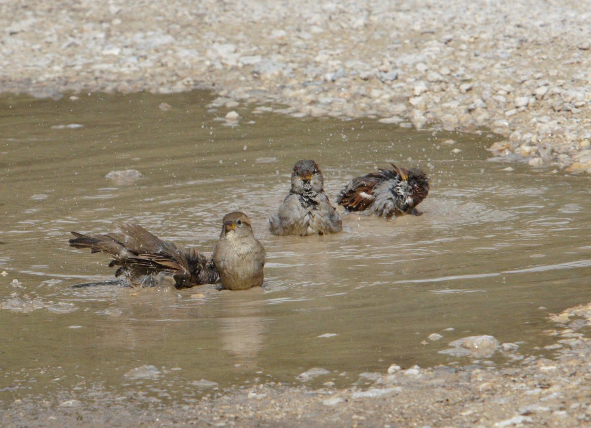 Gerrie Abel tweet media