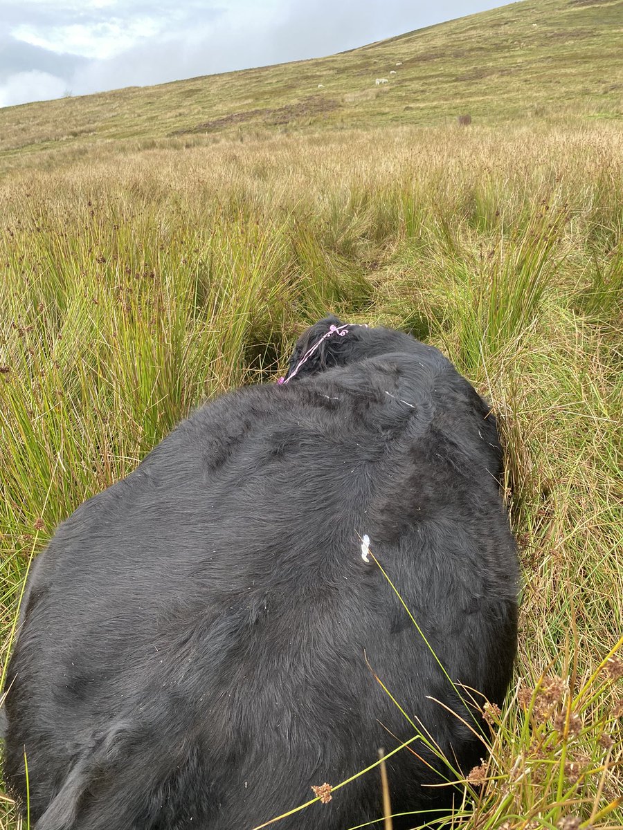 Lost a in calf heifer on the hill today, I seem to be picking up a lot of balloons these days 😔