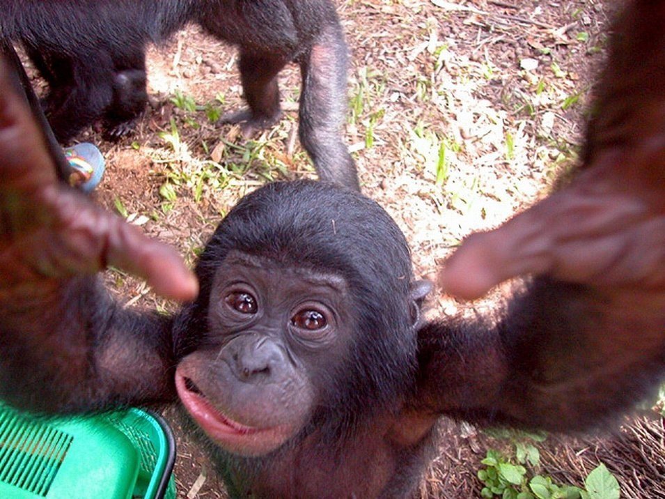 DailyMonkeyApe's tweet photo. Coming to kith you! https://t.co/GPTPudAlhP