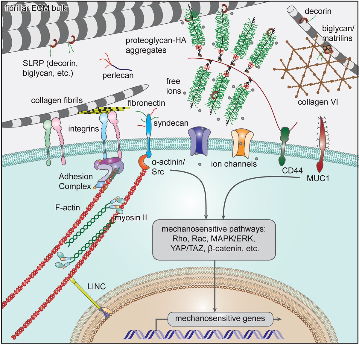 Immunofluorescence-integrated AFM is a powerful tool to probe the microenvironment, and thus, the  mechanobiology of cells in their native environments🔬Excited to share our recent review paper on this topic: authors.elsevier.com/a/1fjBvI6VGpX%… <a href="/nanocartilage/">Lin Han</a> @MiMarcolongo <a href="/WhichNeilPatel/">Neil Patel</a>