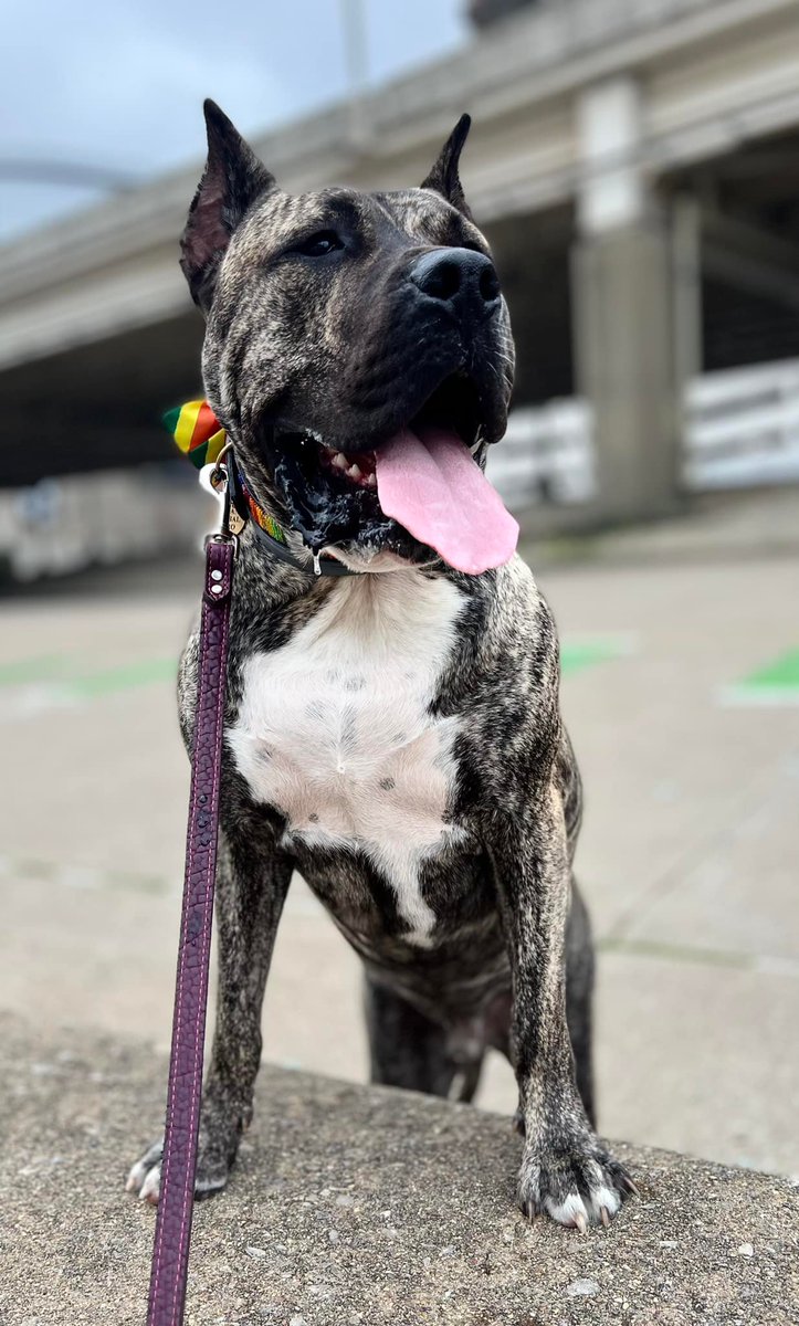 LAST CHANCE TO VOTE FOR ETHAN! Our pal Ethan is looking to win the grand title of American Hero Dog from <a href="/HeroDogAwards/">Hero Dog Awards</a> &amp; needs your help. Won't you vote for our community's hero?! Today is the last day to vote so please vote now! herodogawards.org/dog/2022/shelt…