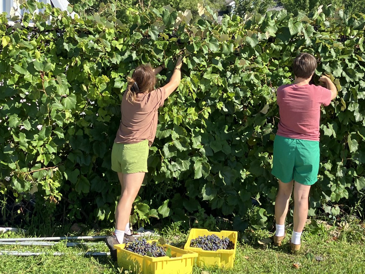 DPSCDNutrition's tweet photo. There's always something awesome happening at Drew Farm. For the second year in a row, our latest harvest has us bursting with excitement! Close to 90 pounds of Concord grapes were picked by our Food Corps team--almost twice as much as last year! @Detroitk12 https://t.co/Sv34xmQ9t2