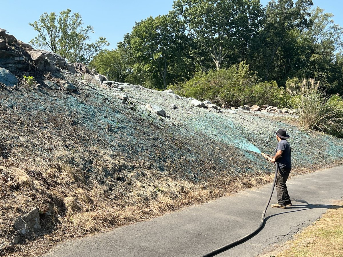 jim_pav's tweet photo. Hydro-seeding some new fescue areas today with @USPitchcare. We are using Jetty Hard Fescue. These areas were converted from dense woods to open up the green surrounds for air movement and sunlight. @TurfgrassDS @DavidOatis @USGAGrnSection #fescue #fairview #greeniwch #turflife https://t.co/hmikNW0alM