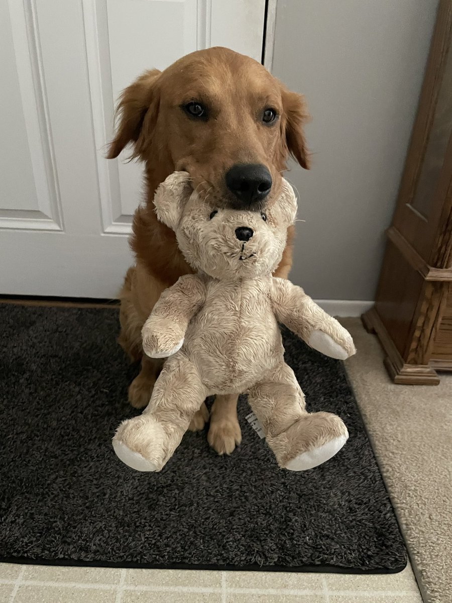 Today I am playing with my stuffed teddy bear for  #NationalTeddyBearDay
#TeddyBearDay #GoldenRetrievers #PhotoChallenge2022September #cute Day 9 (teddy bear) 🧸🐻🐻‍❄️🐻🧸