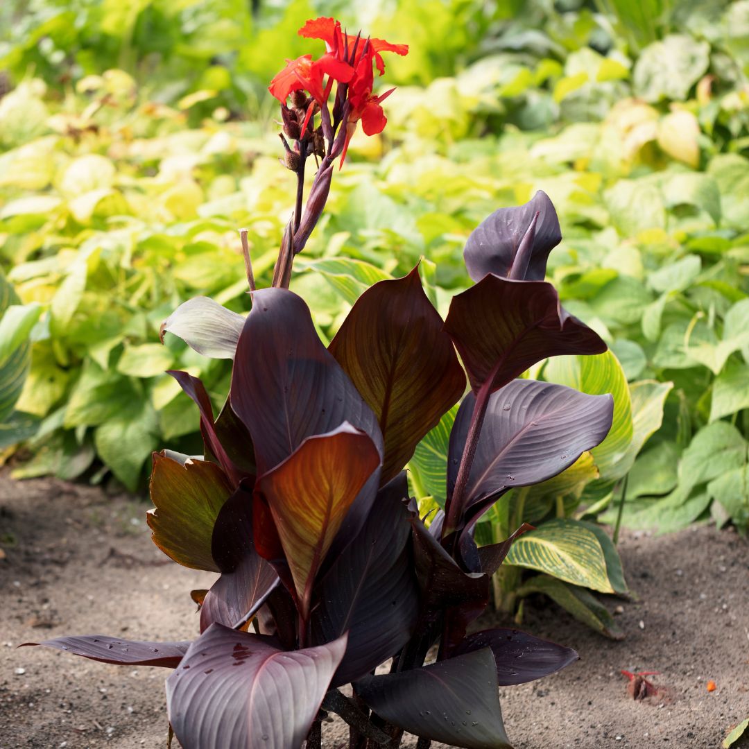 Blooming Now: Canna Tropicanna Black. A vigorous canna with glossy, dark maroon leaves and brilliant, red-orange flowers. Grows to 4 feet in just a few months and will eventually reach 6 feet in areas where it is hardy.