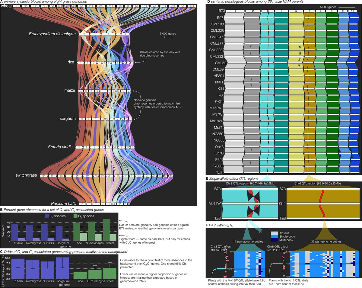 GENESPACE a comparative genomics/synteny visualization and hypothesis testing toolkit implemented in R from <a href="/_johntlovell/">John Lovell</a>'s group out today in eLife. elifesciences.org/articles/78526