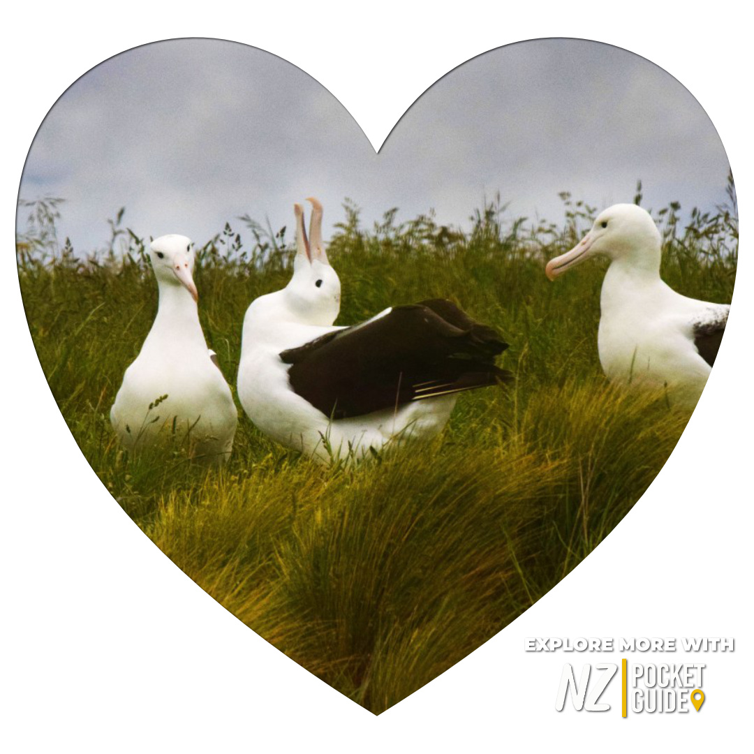 BPKGuide's tweet image. We 💙 Dunedin, A wildlife hub on the South Island
#nzmustdo #nzpocketguide #purenz #destinationnz #gottalovenz #instatravel #newzealandvacations #newzealandlife #newzealandfinds #travelnewzealand #visitnewzealand #newzealandtrip #travelnz #newzealandguide #nz #newzealand