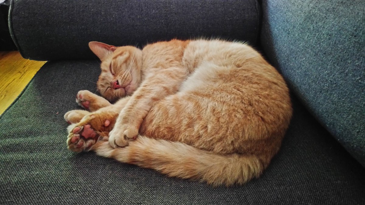 Our little hobo passed away Wednesday night. We miss him terribly but take comfort that he had a lot of love and a nice life for his eight years with us. Rest in peace Baxter Kitty.