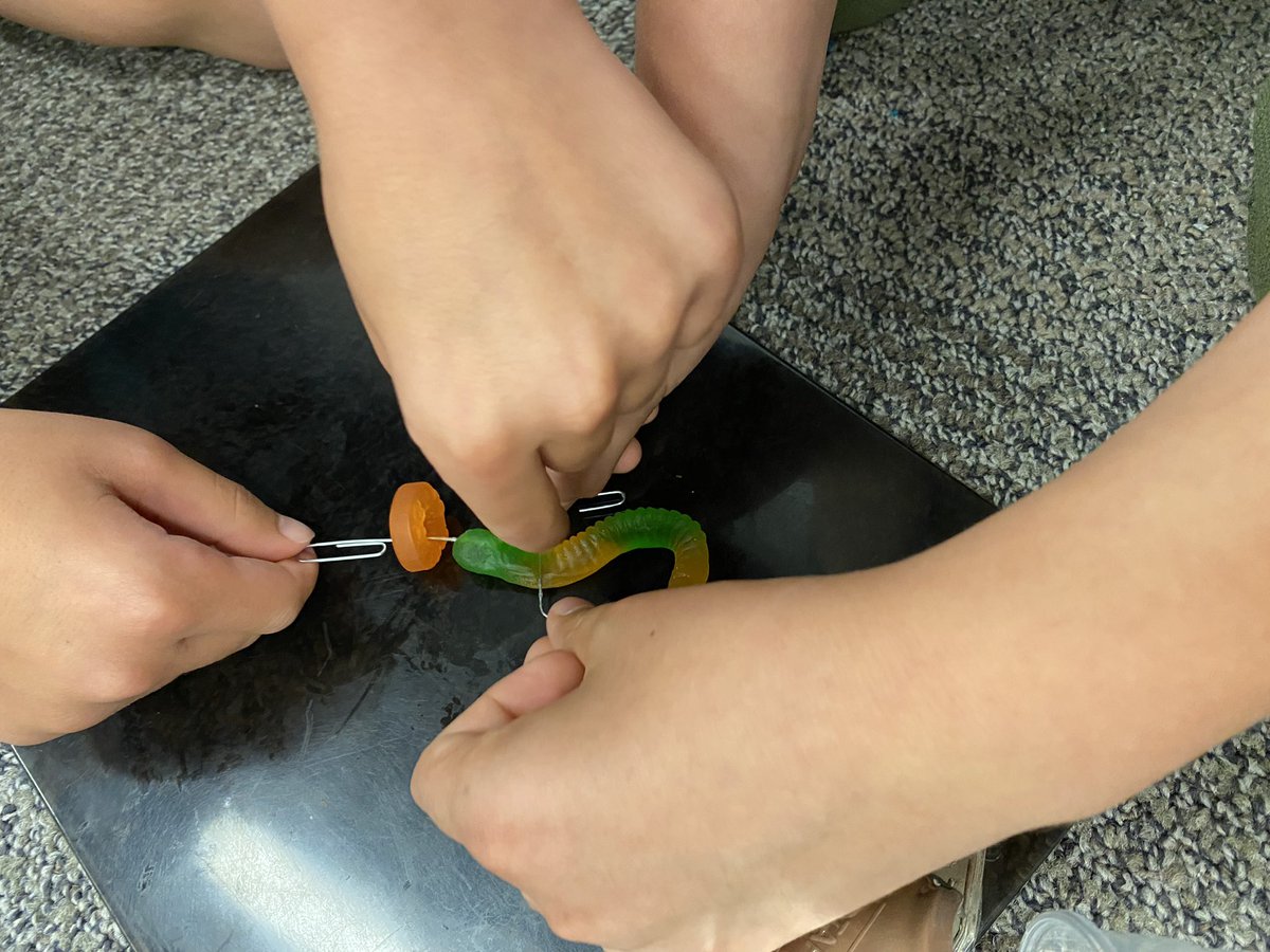 MphSteam's tweet image. First week of school was AWESOME! Check out some of our STEM challenges we used to help build our classroom community. (3 of …??)