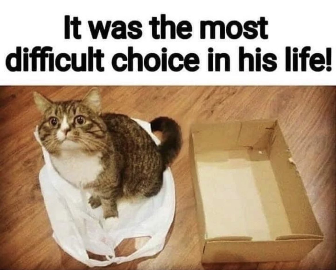 When #kitty faces a most difficult #choice #bag or #box #Caturdayfun