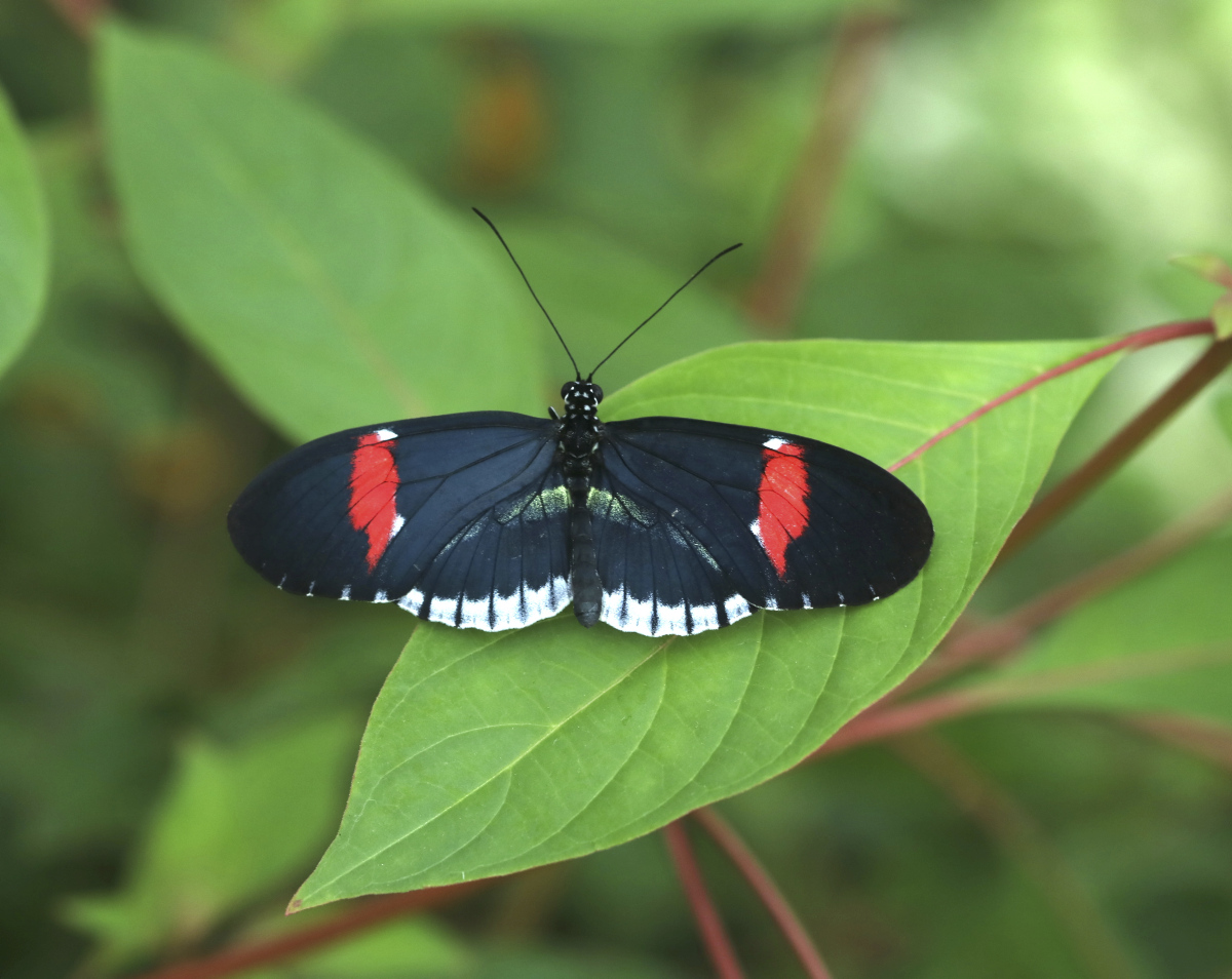 AP_drapic's tweet photo. Noir, rouge et blanc. Deux genres, deux familles. #Lepidoptera #Heliconius #Parides #Insectarium @EspacePourLaVie https://t.co/bja0YhXHrZ