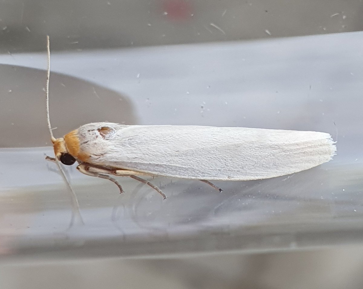 Hoary Footman (confirmed) in my Lower Hellesdon garden on Tuesday night. First for VC27.