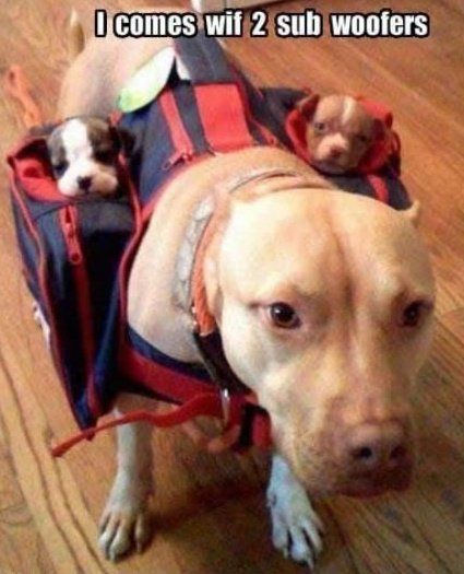 WholesomeMemes (@wholesomememe) on Twitter photo 