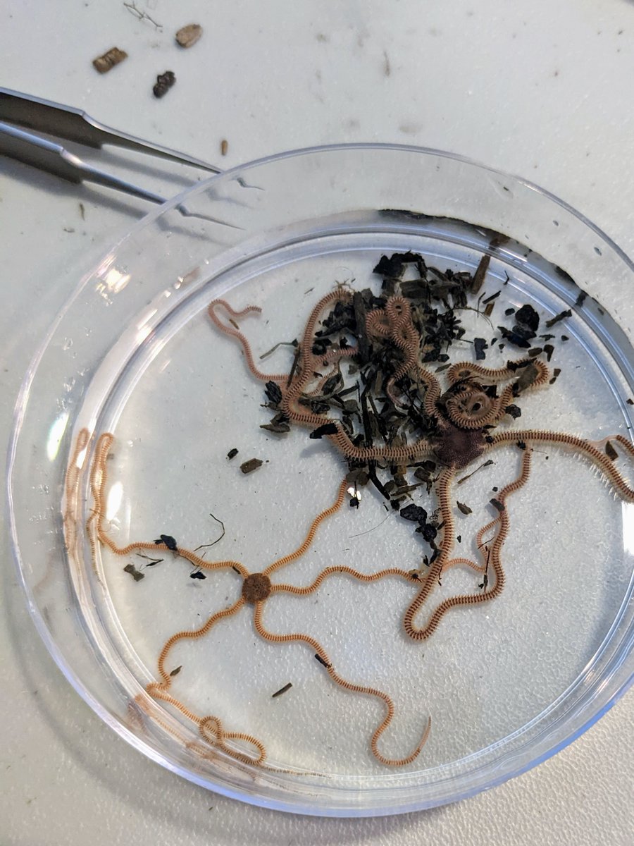 biologicabc's tweet photo. This week we helped out with #fcbioblitz. We had a blast working with @HakaiInstitute to collect subtidal samples &amp; identify invertebrates. The organisms we found will be shared on iNaturalist &amp; the data will be used as a baseline to study changes in the False Creek ecosystem. https://t.co/iNfQOrjqtF