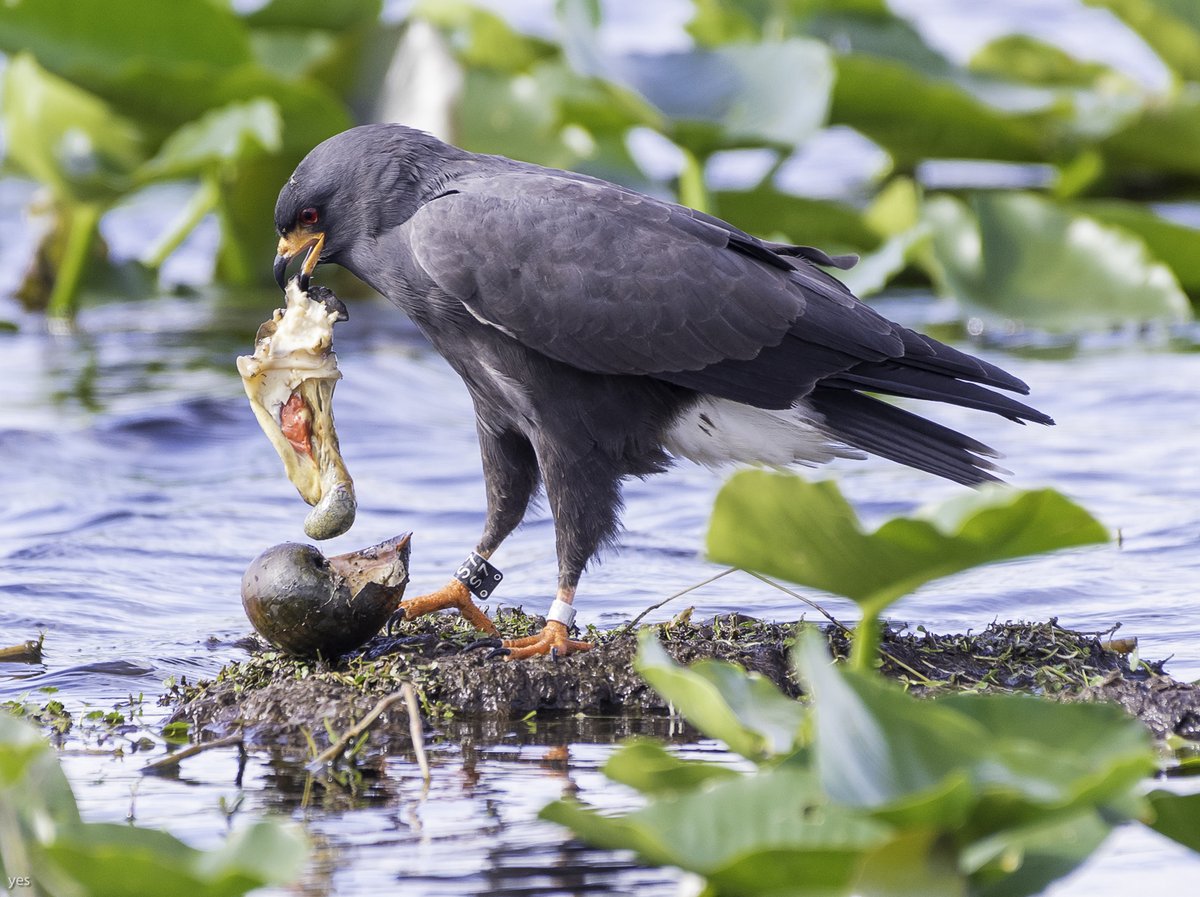 Please retweet! I am looking for a new PhD student for Fall 2023 to work on long-term research on the endangered snail kite and its wetland environment. Lots of potential for novel behavioral, ecological, evolutionary, and conservation focused research! Contact me @UFWildlife